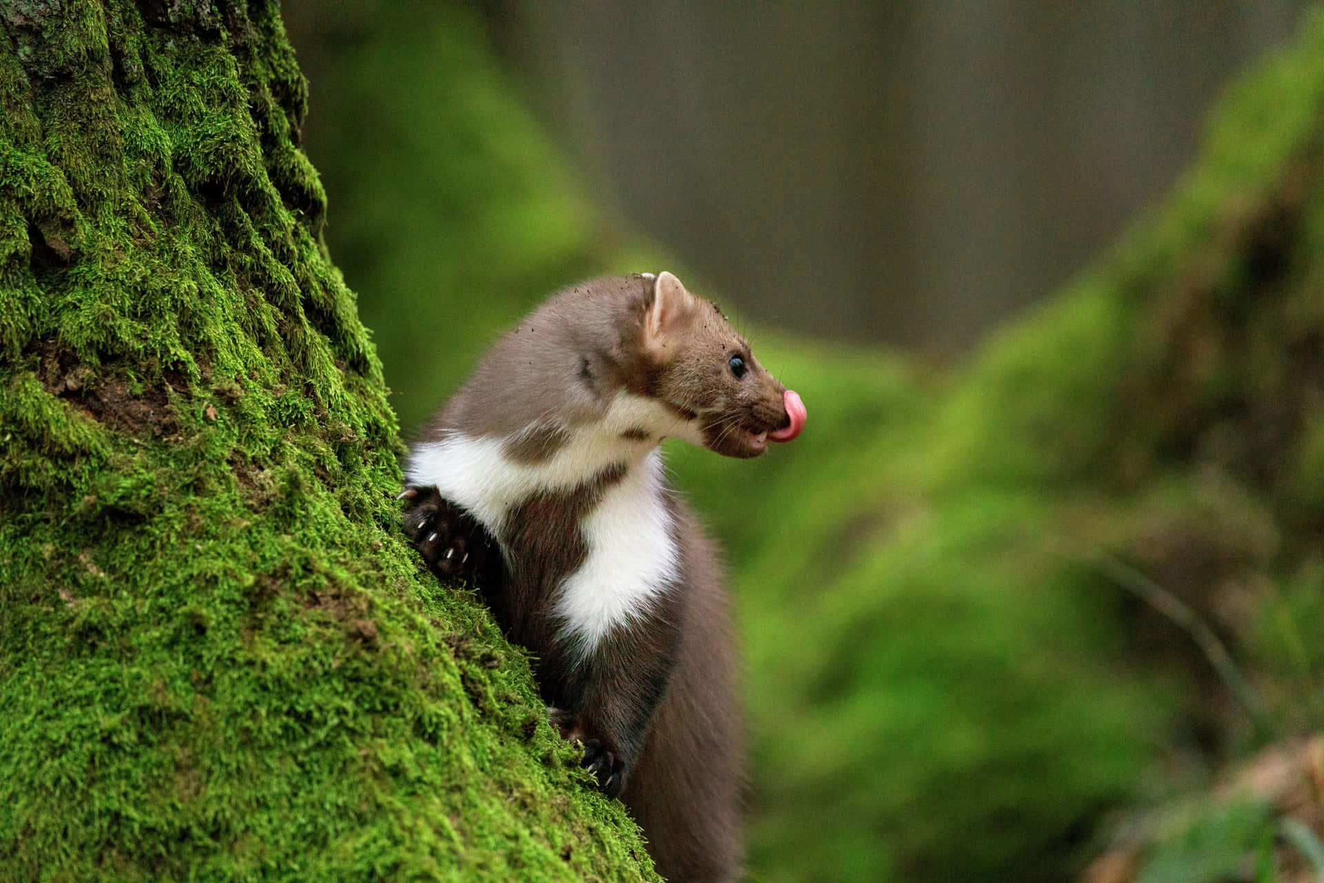 Marten In Natuurlijke Habitat.jpg Achtergrond