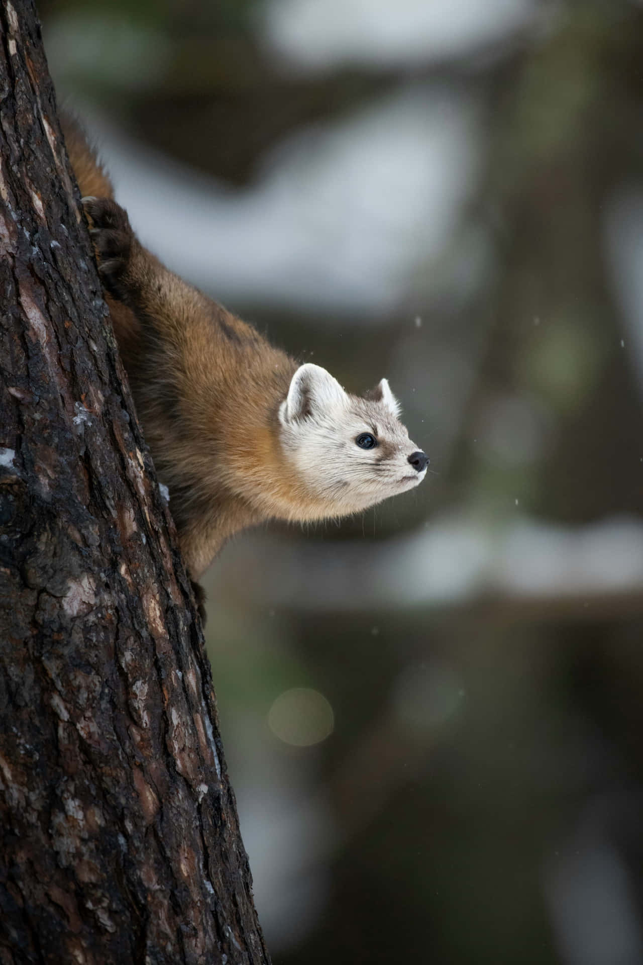 Marten_in_winterbossen.jpg Achtergrond