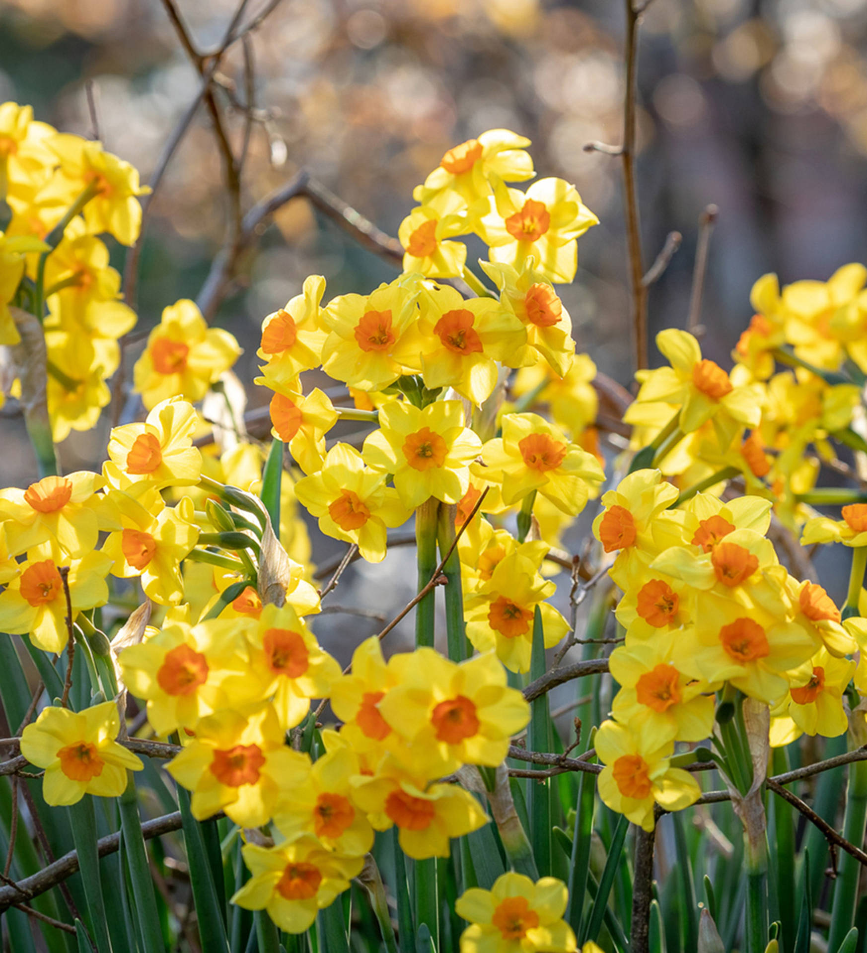 Martinette Narcissus Flower