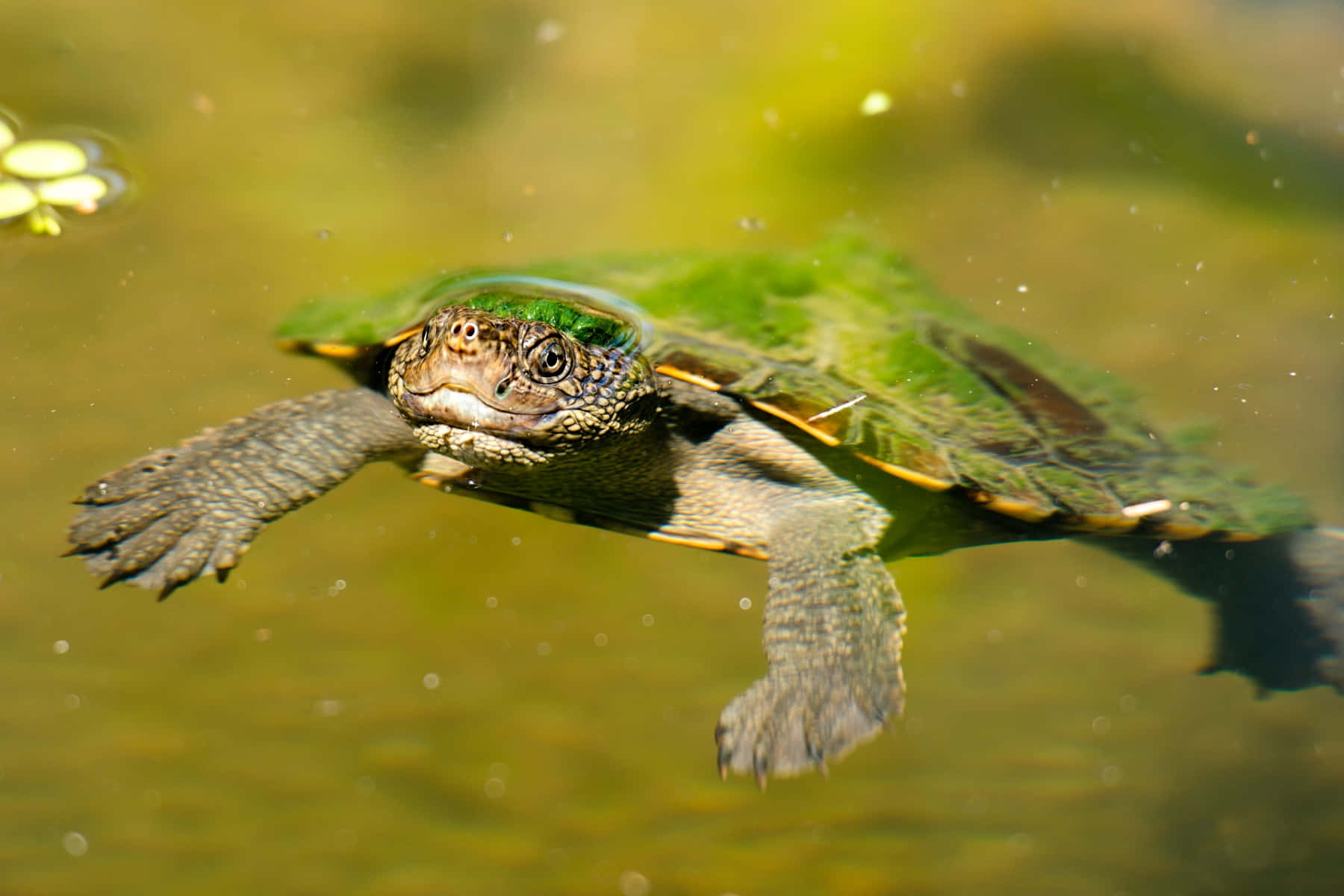 Maryriver Turtle-bild