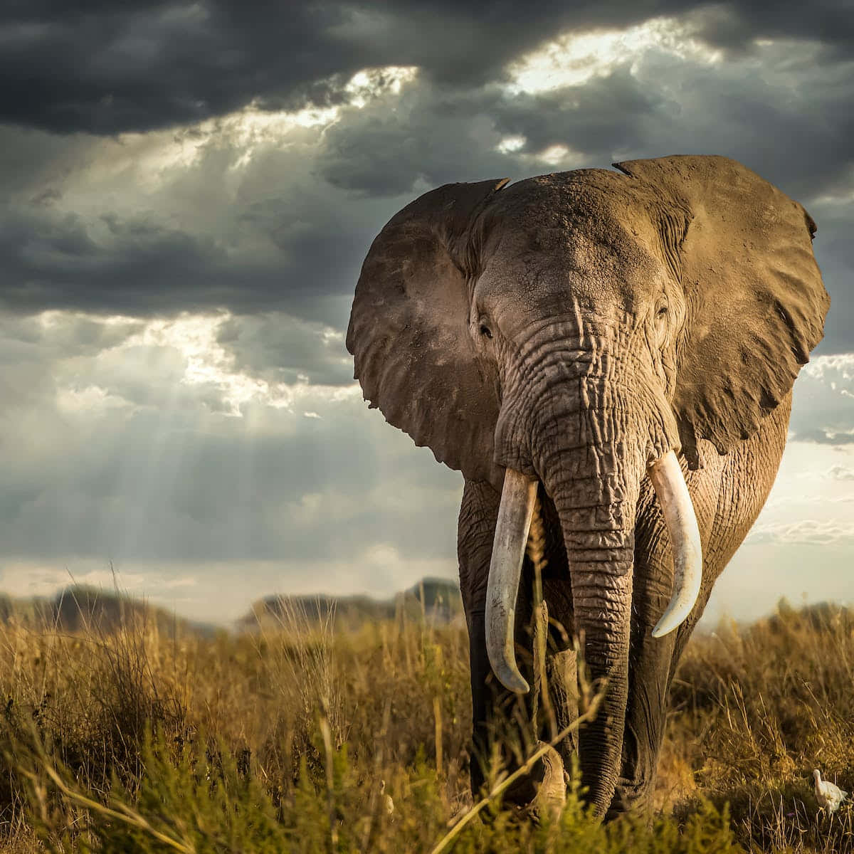 Riservanazionale Del Masai Mara - Elefante Sfondo