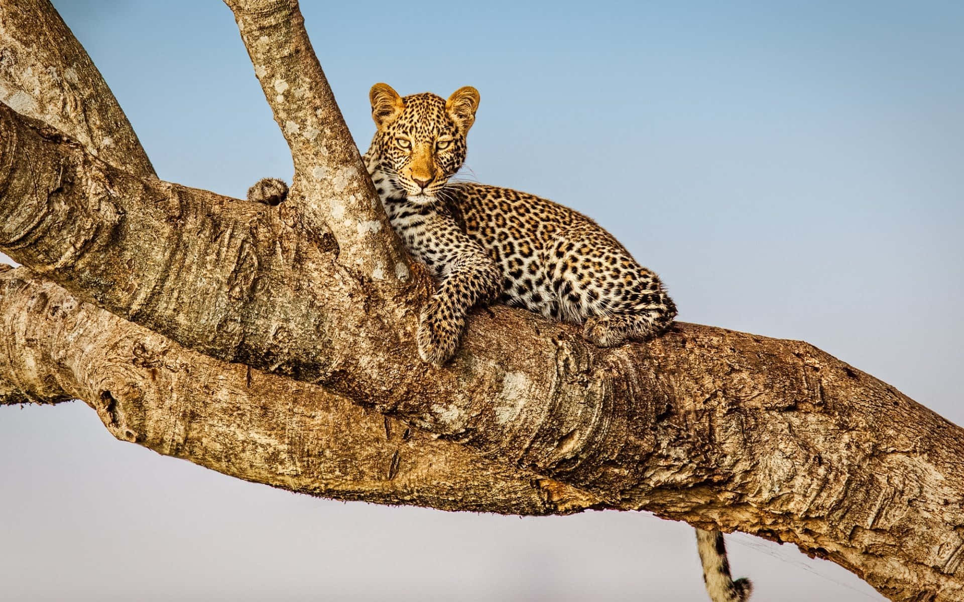 Masaimara Nationalreservat Mit Leopard Wallpaper
