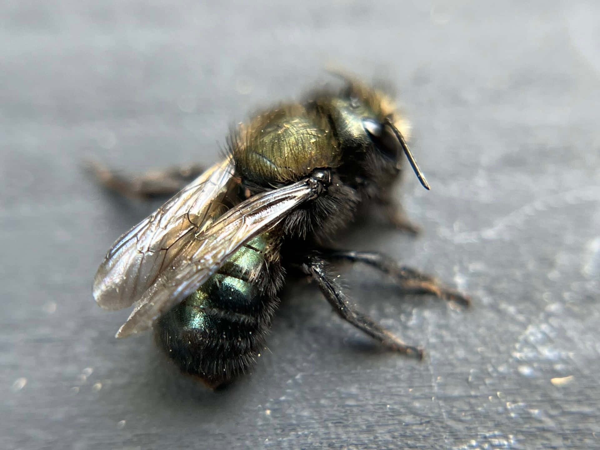 Mason Bee Closeup Wallpaper