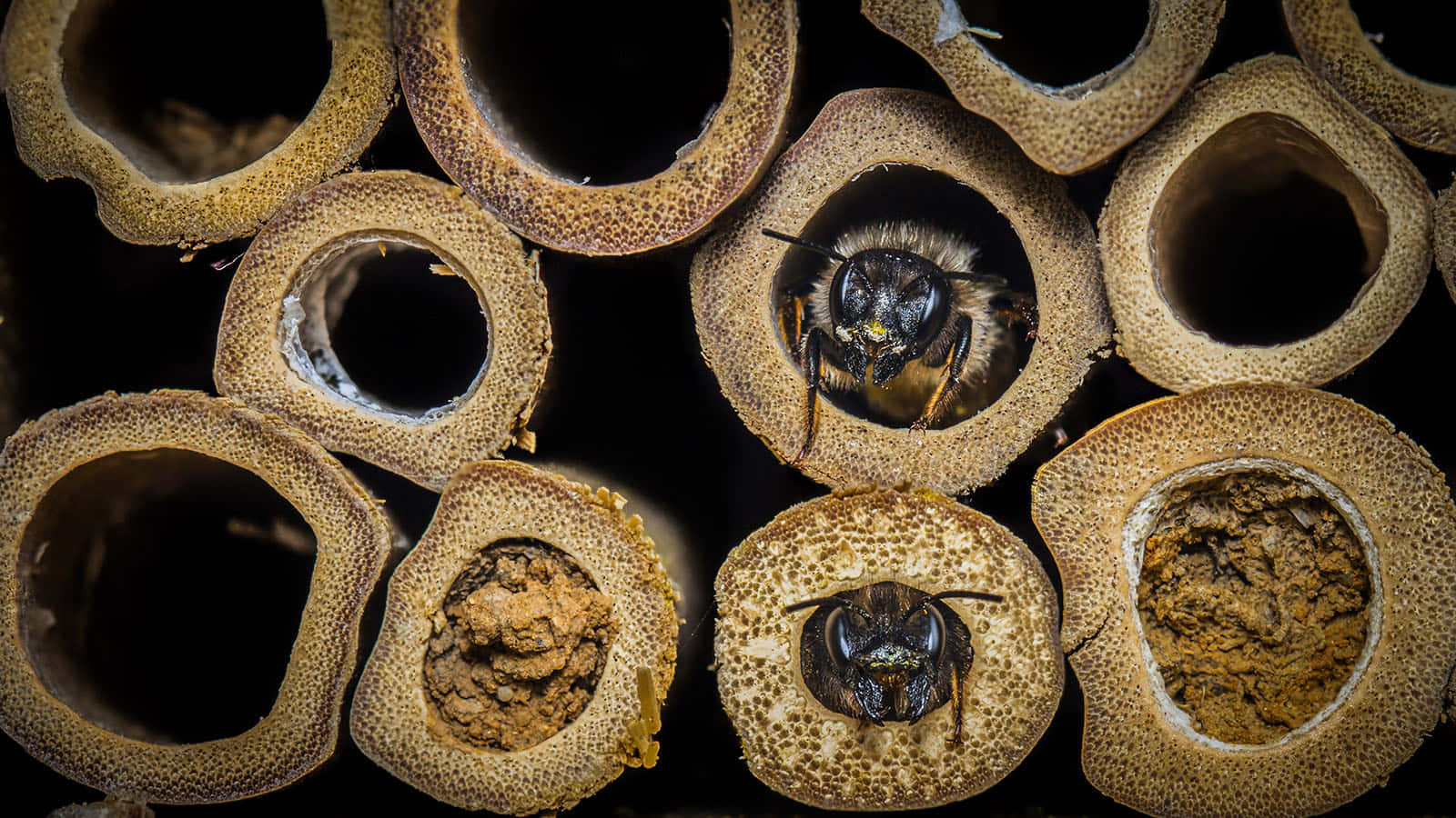 Mason Bee Habitat Closeup Wallpaper