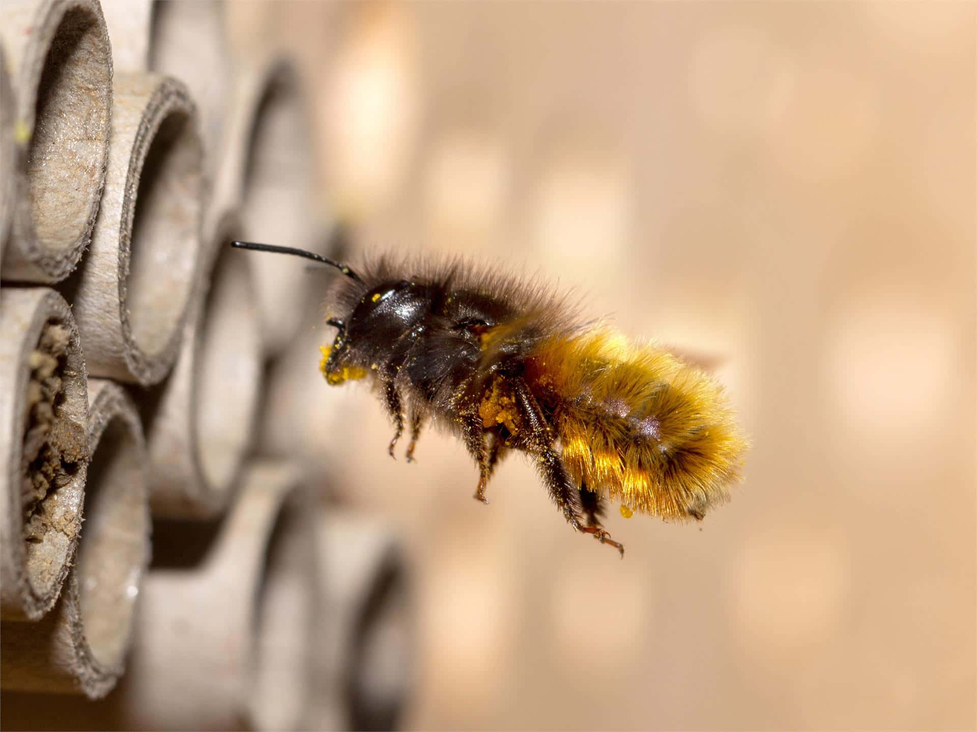 Mason Bee Nearing Nesting Tubes Wallpaper