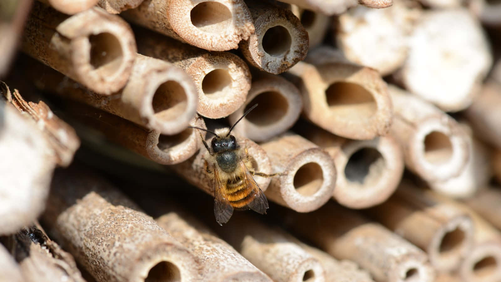 Mason Bee Nesting Tubes Wallpaper