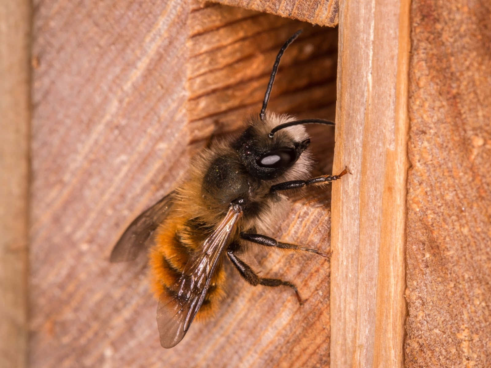 Mason Bee Nestingin Wooden Block Wallpaper