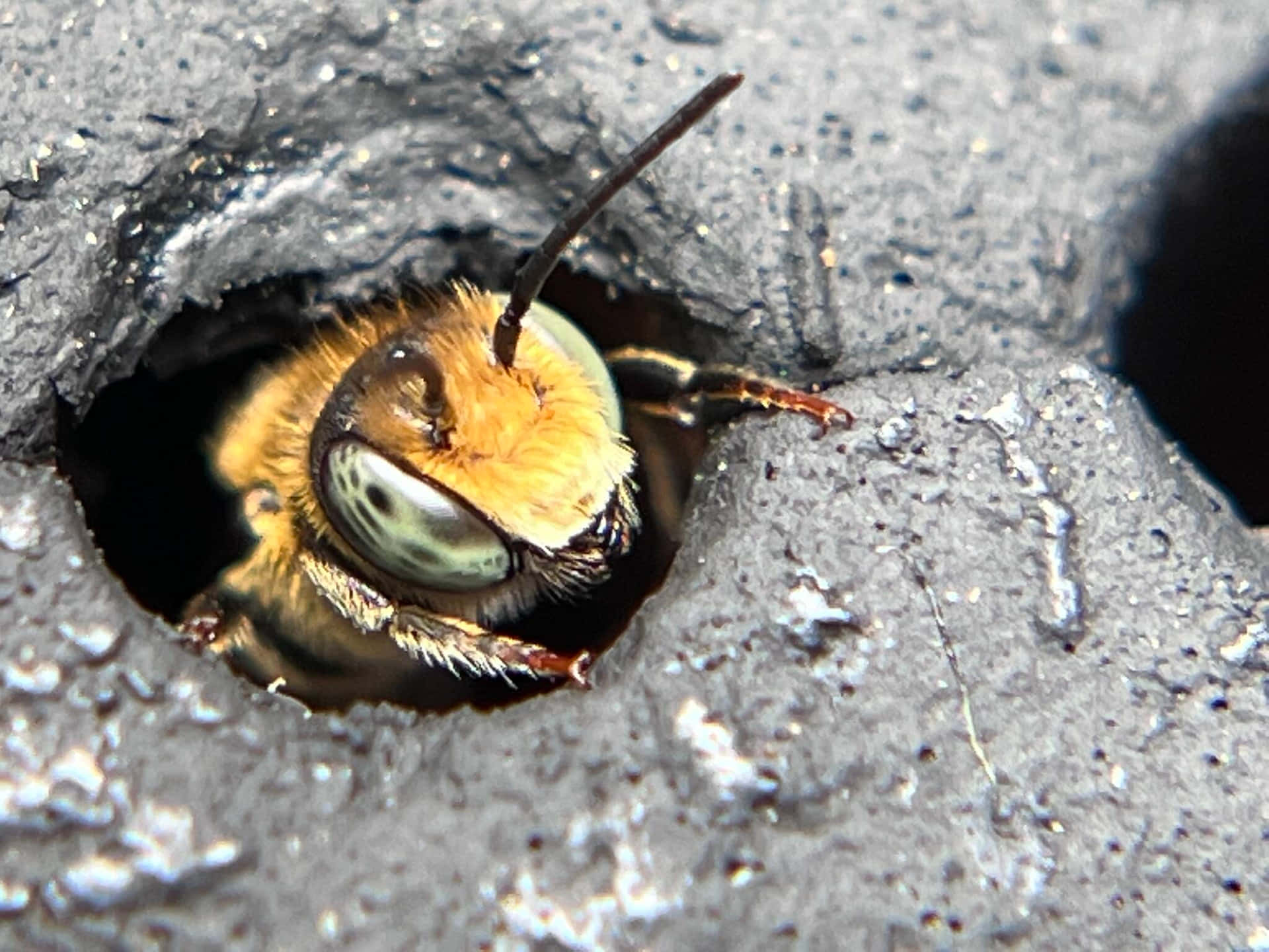 Mason Bee Peeking Outof Hole Wallpaper