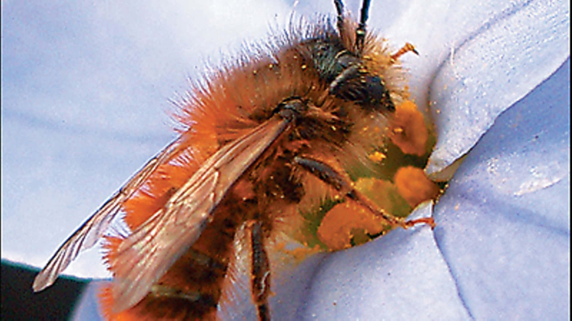 Mason Bee Pollinating Flower.jpg Wallpaper