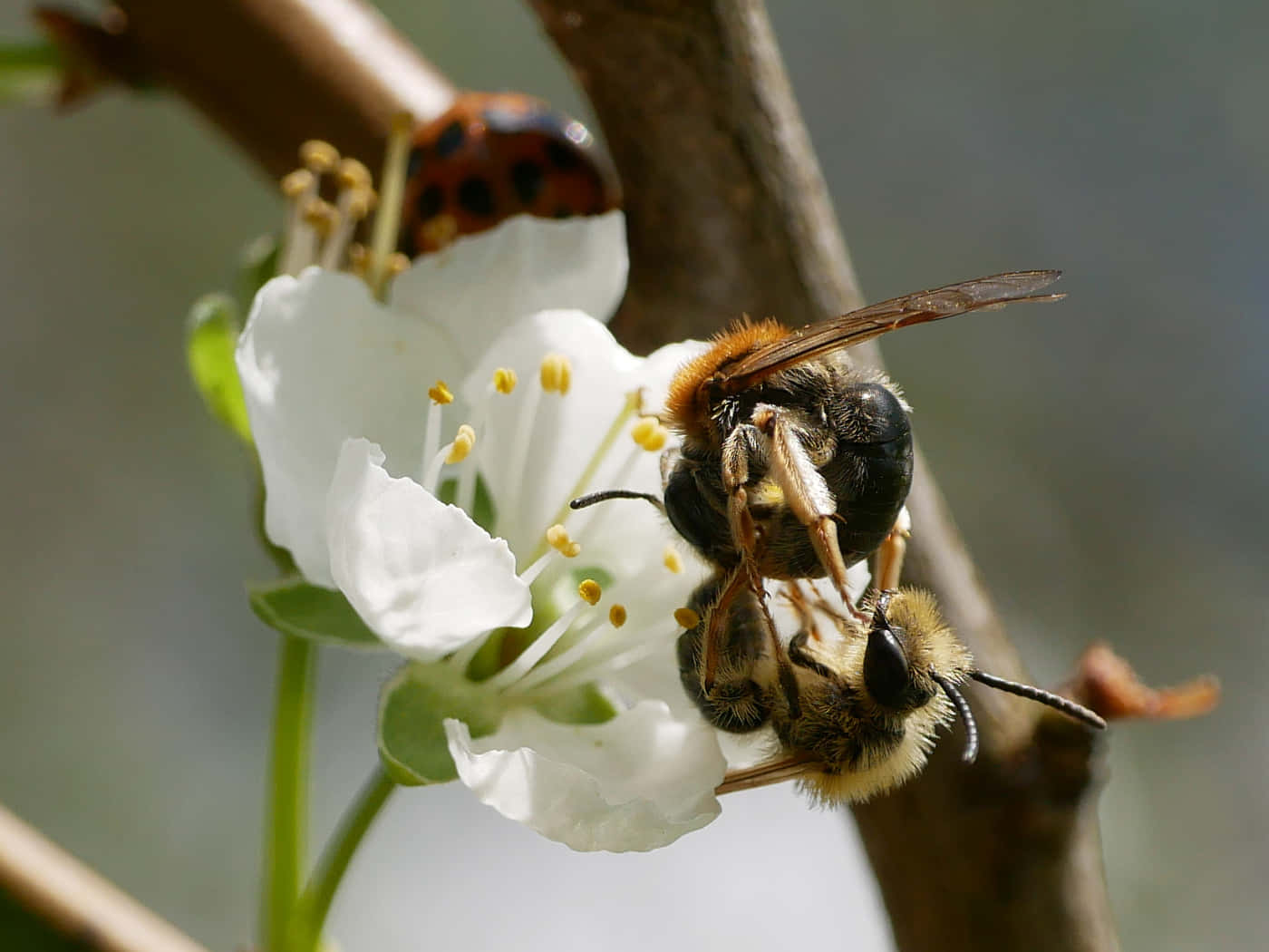 Mason Bee Pollinating Flower.jpg Wallpaper