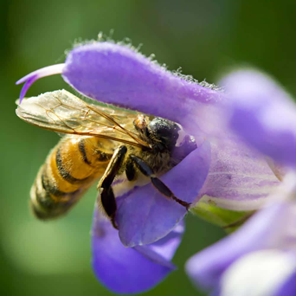 Mason Bee Pollinating Purple Flower Wallpaper