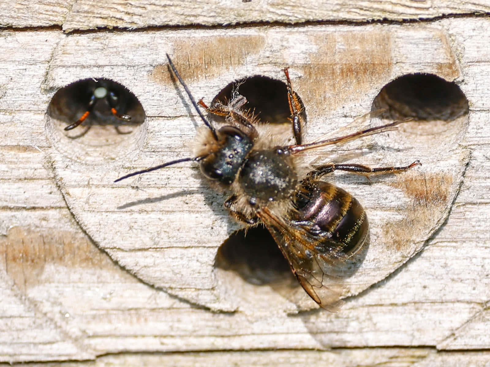 Mason_ Bees_at_ Nesting_ Block.jpg Wallpaper