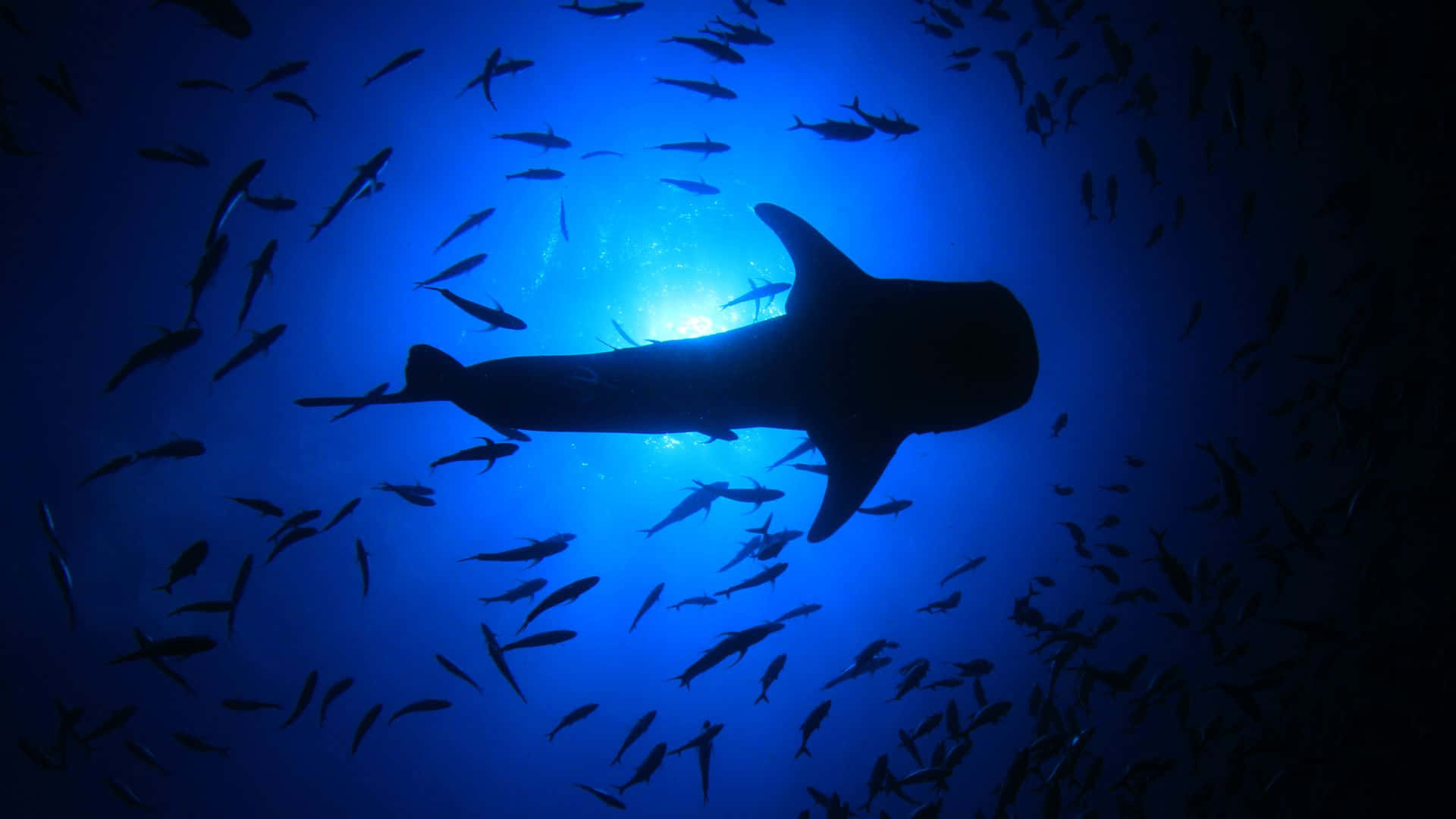 Massive Creature In Deep Blue Sea Black Shark Wallpaper