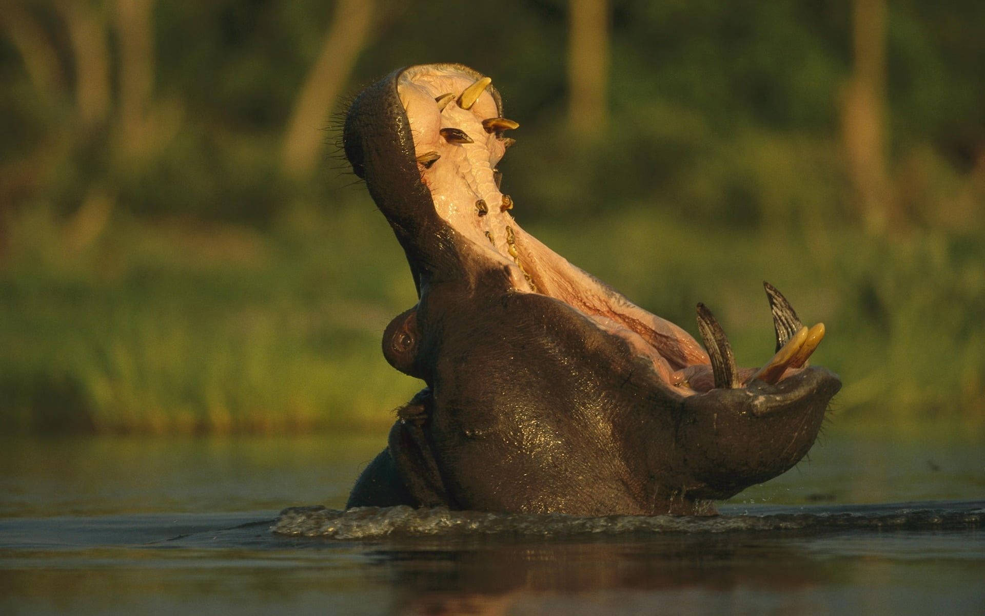 Enormeboca Abierta De Un Hipopótamo Fondo de pantalla