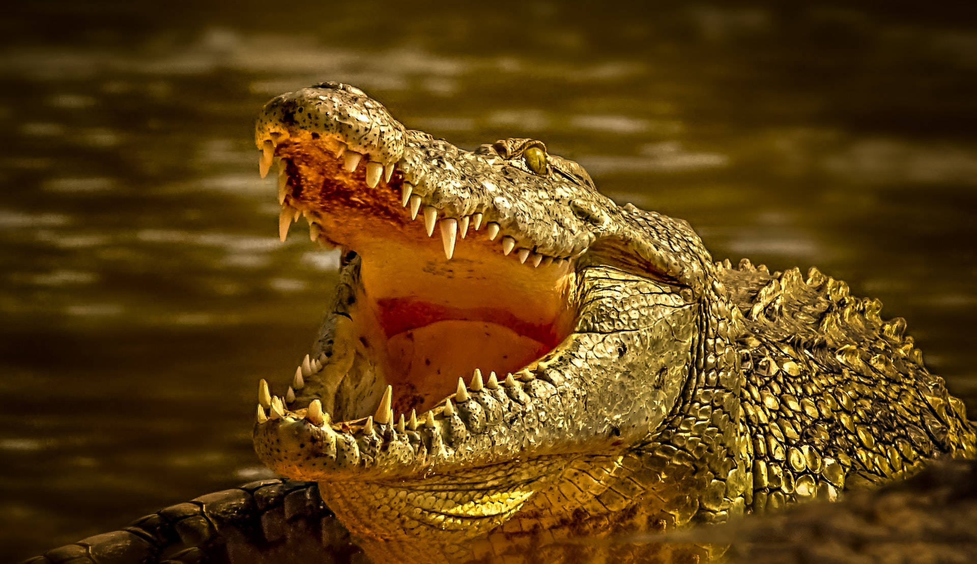 Massive Hungry Alligator Wallpaper