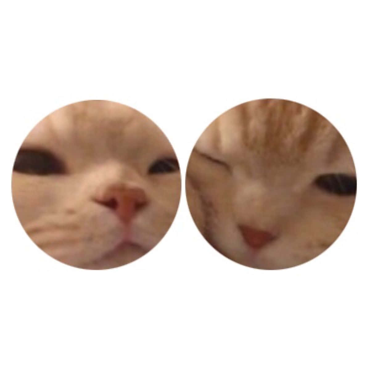 Melhoresamigos Com Foto Do Gato Combinando Como Papel De Parede Do Computador Ou Celular. Papel de Parede