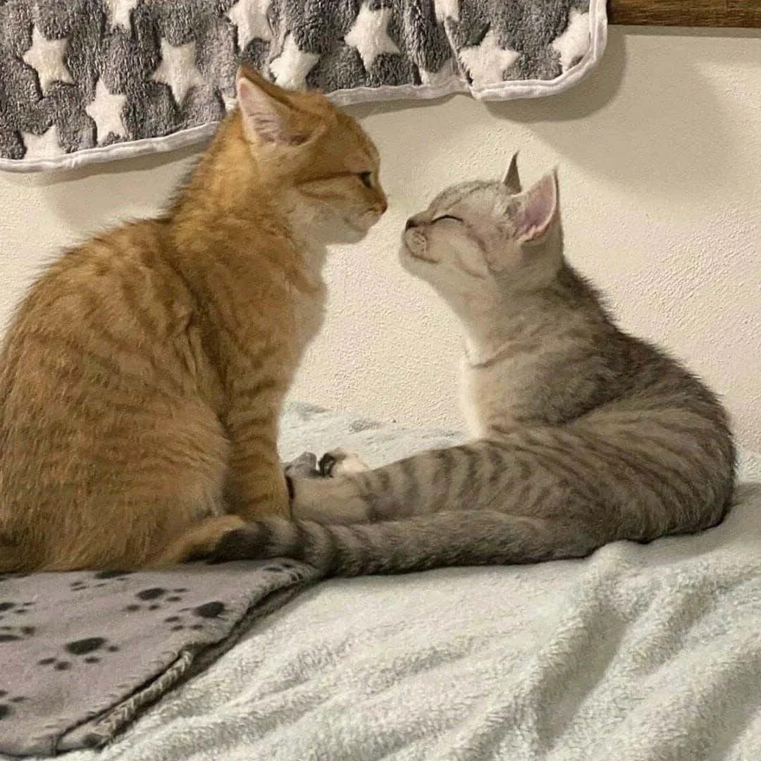 Download Matching Cat Pfp Kissing Wallpaper