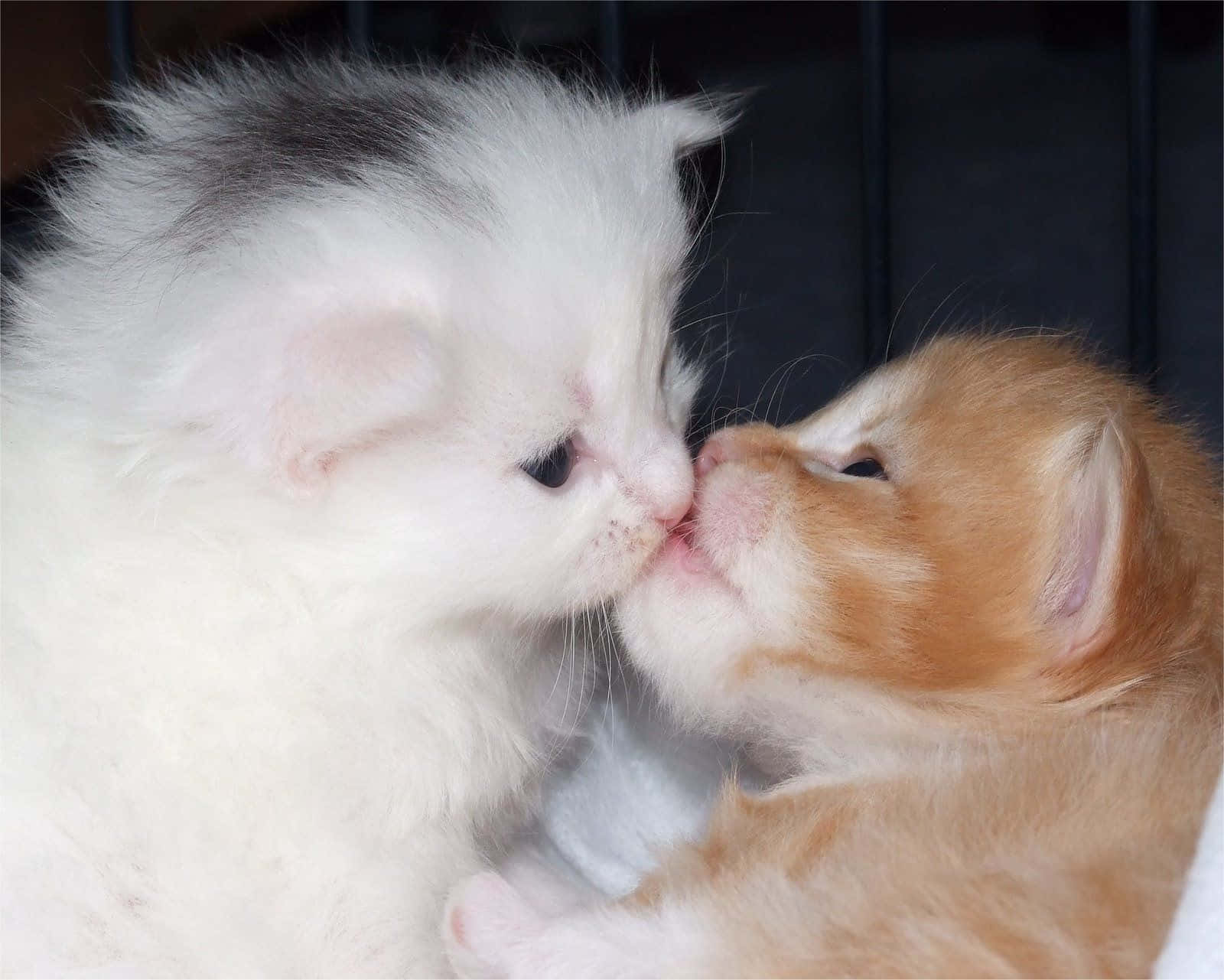 Cute cat couple matching pfps kissing