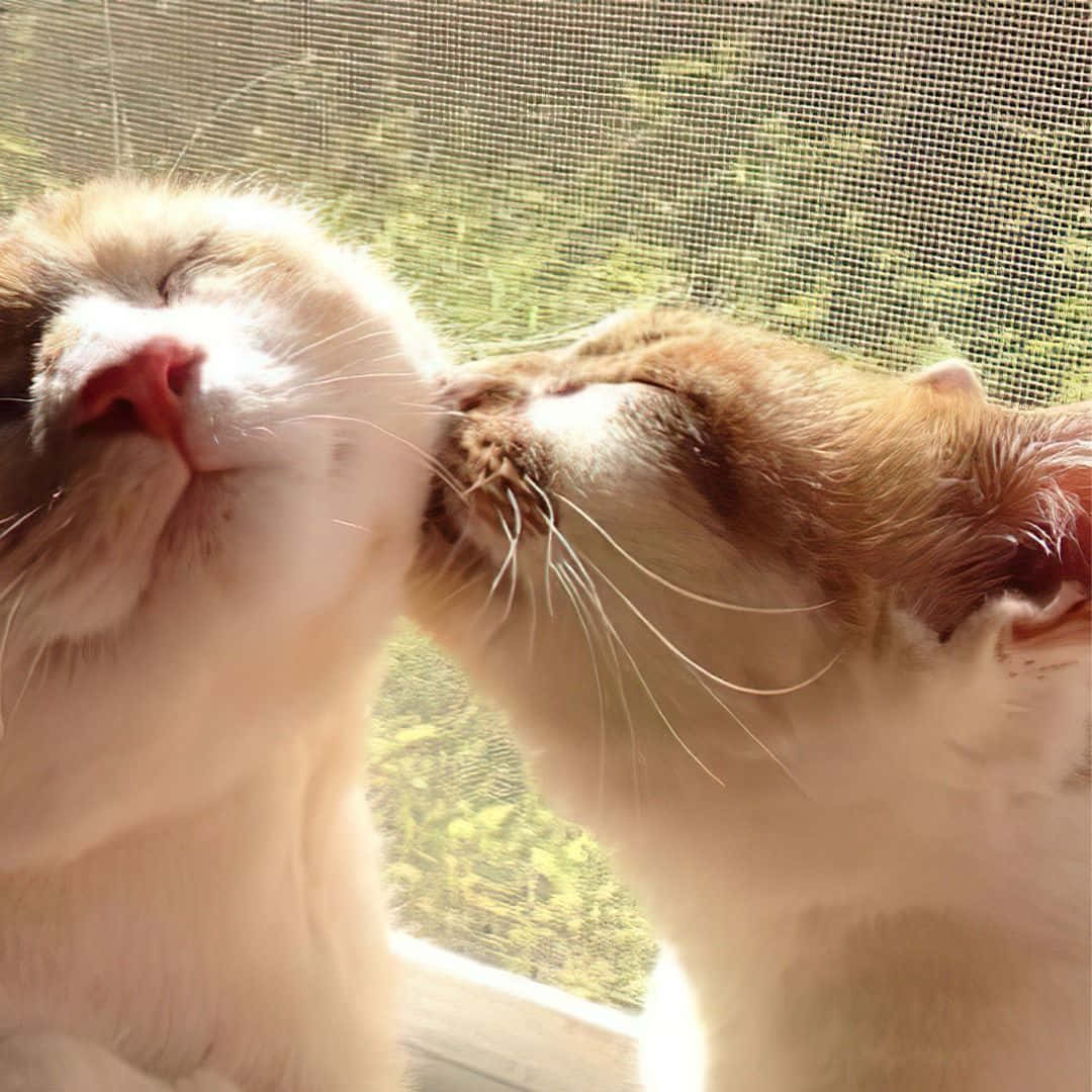 Combinaçãodo Perfil Do Gato Beijando. Papel de Parede