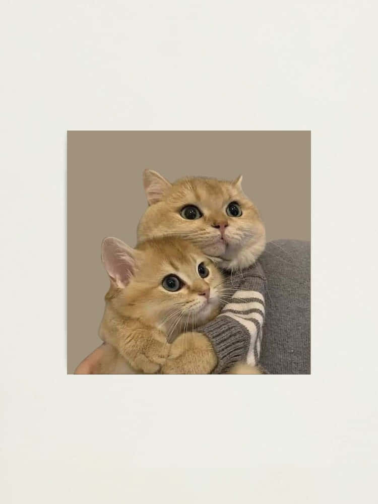 Download Twin Feline Harmony - Matching Cat Pfp Wallpaper