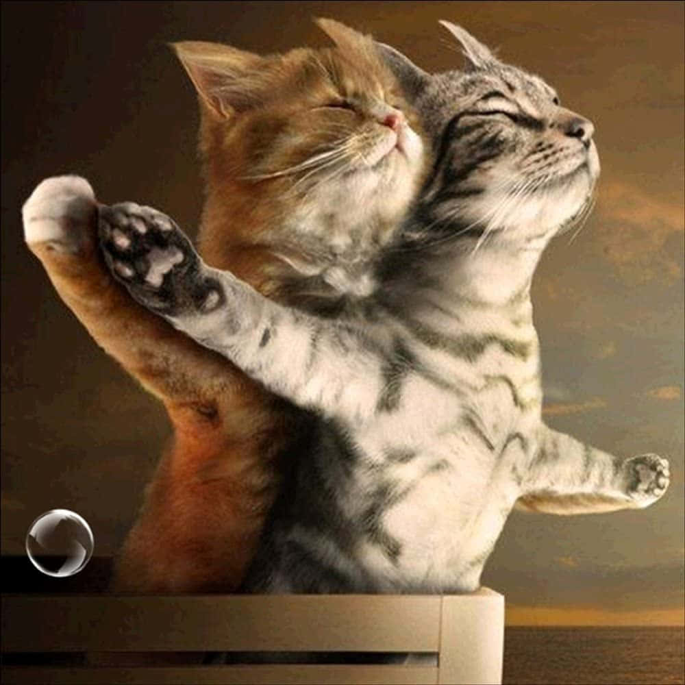 Download Matching Cat Pfp Kissing Wallpaper