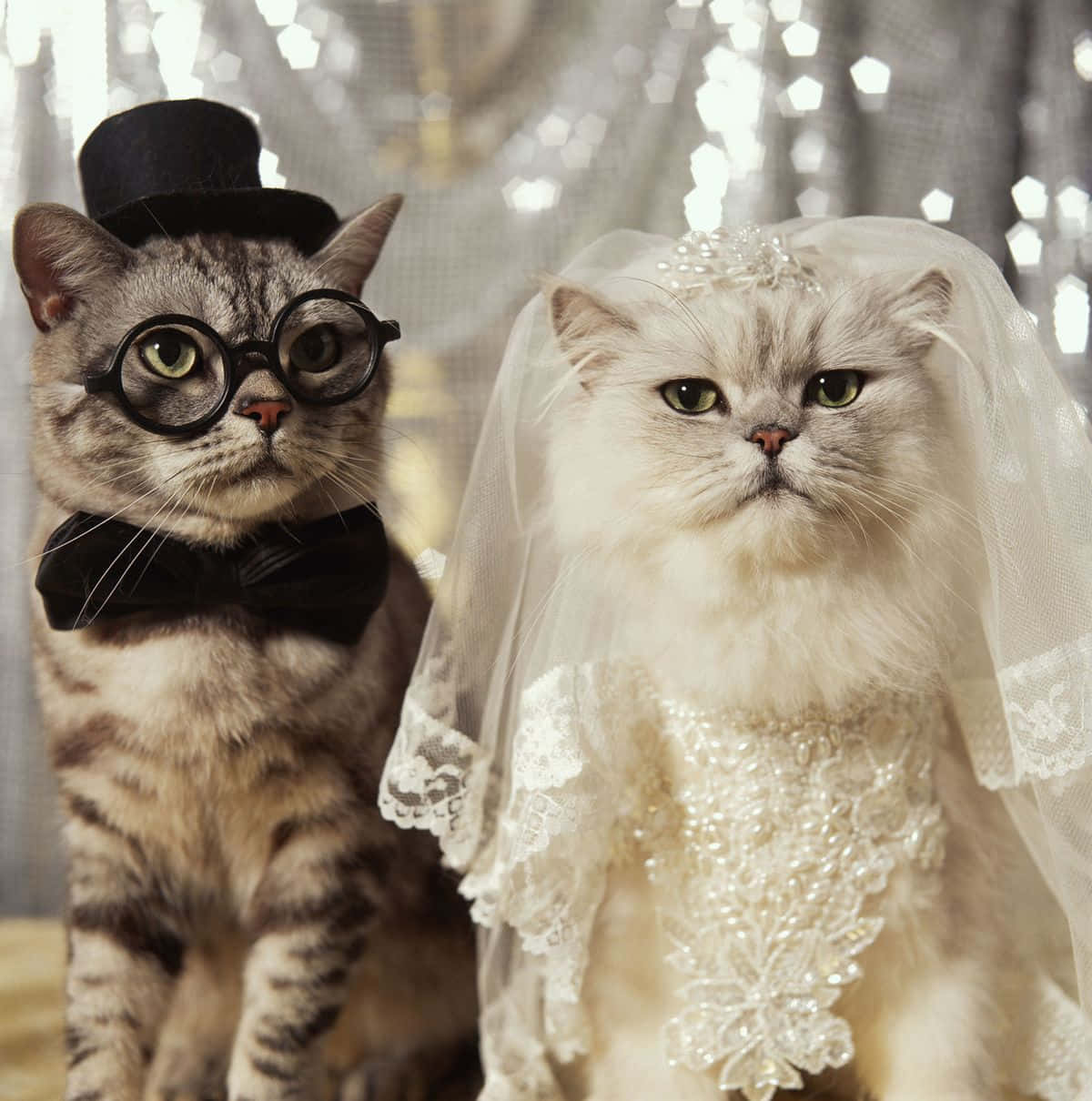 Download Matching Cat Pfp Wedding Wallpaper
