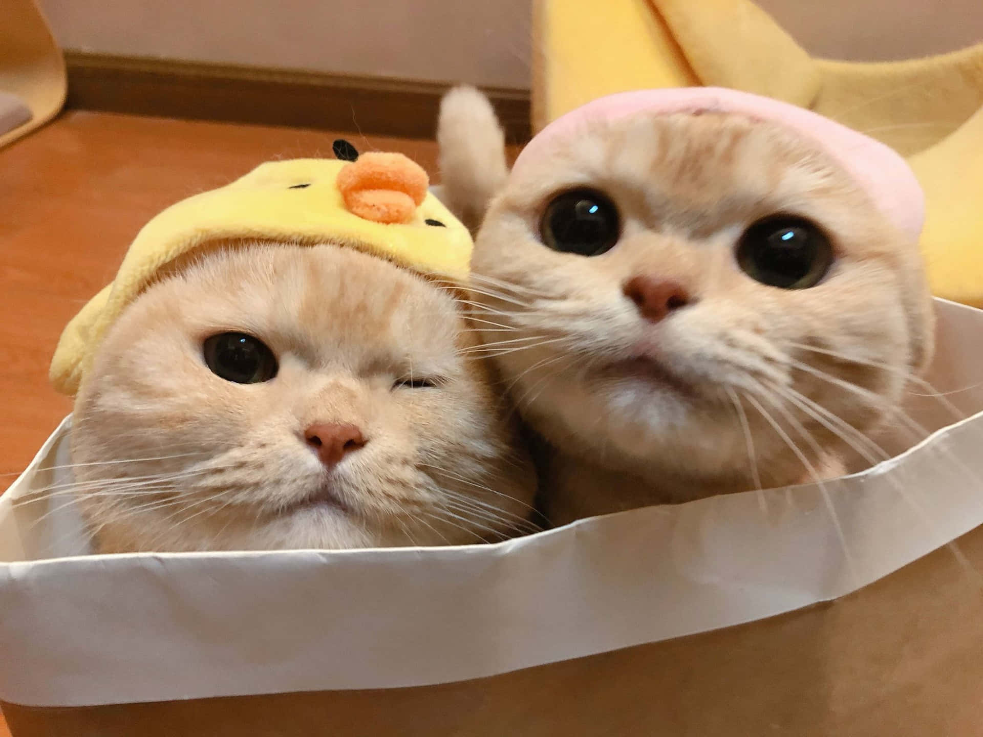 Download Adorable Yellow Fur Cat Pair PFP Wallpaper