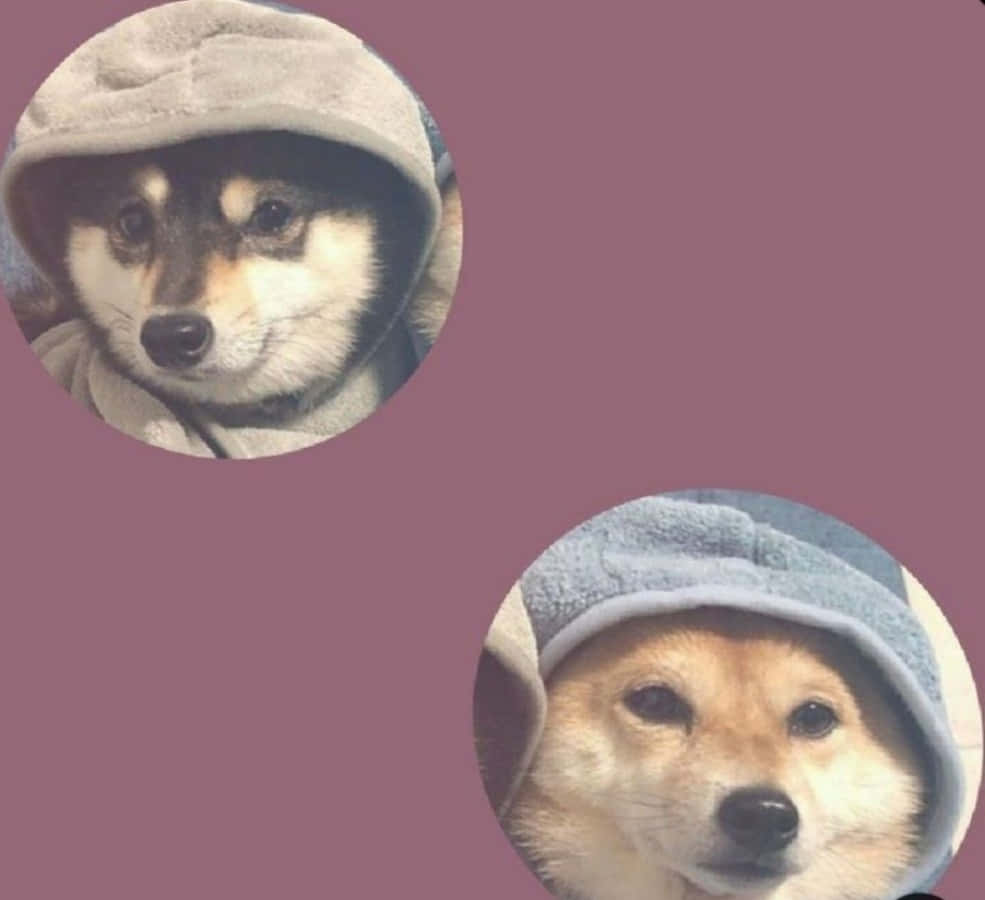 Dogs Matching Profile Picture