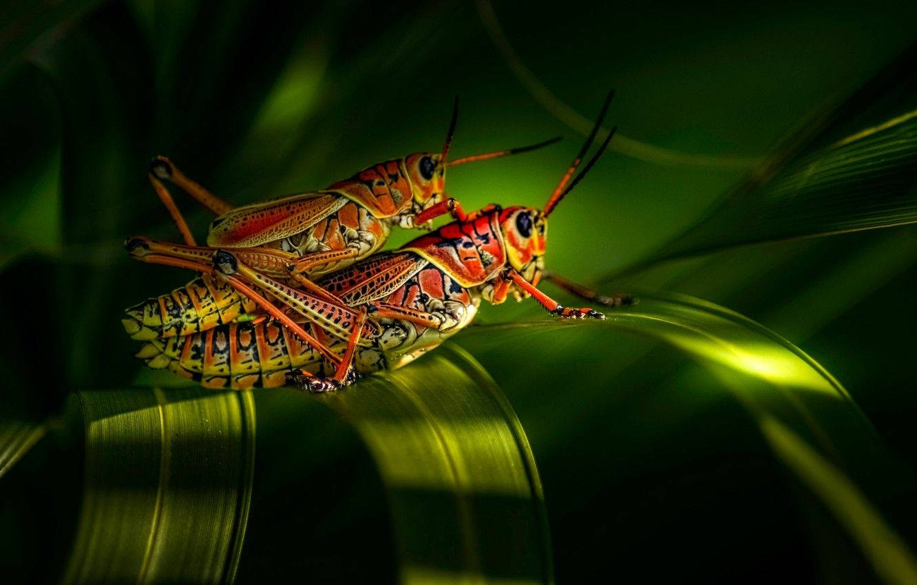 Mating Red Grasshopper Wallpaper
