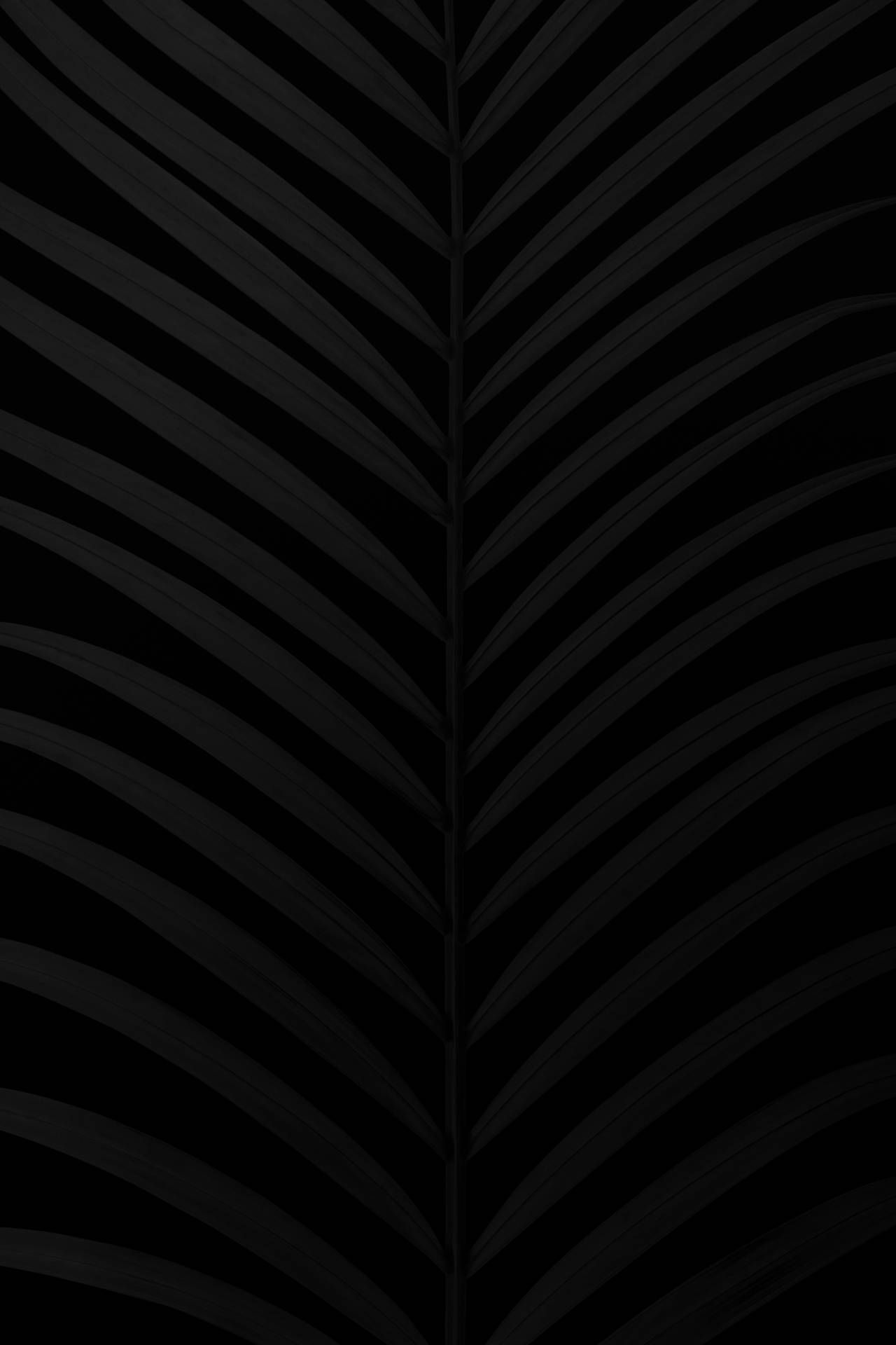 Captivating Matte Black Palm Leaf Wallpaper