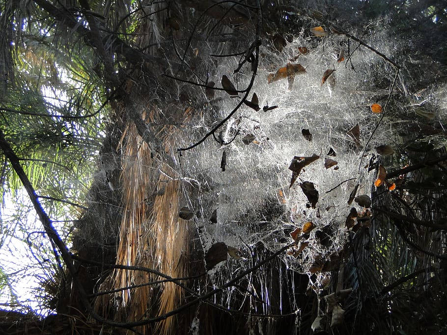 Mauritania Cobwebs In Forest Wallpaper