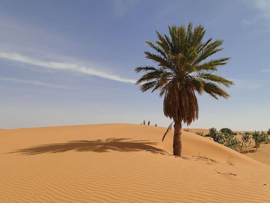 Árbolsolitario De Mauritania En El Desierto. Fondo de pantalla