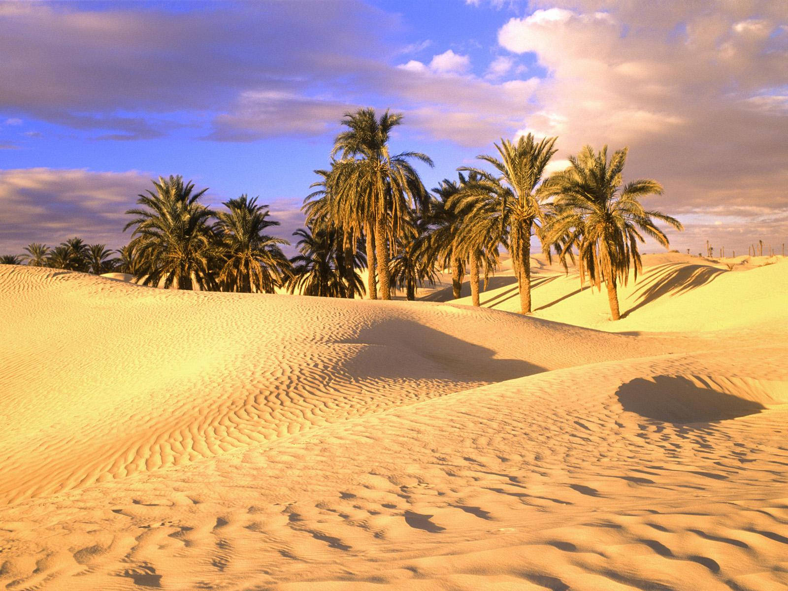 Mauritania Palm Trees In Desert Wallpaper