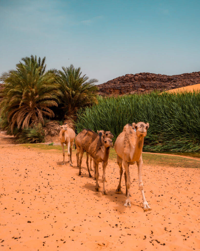 Mauritania Trees Andcamels Background