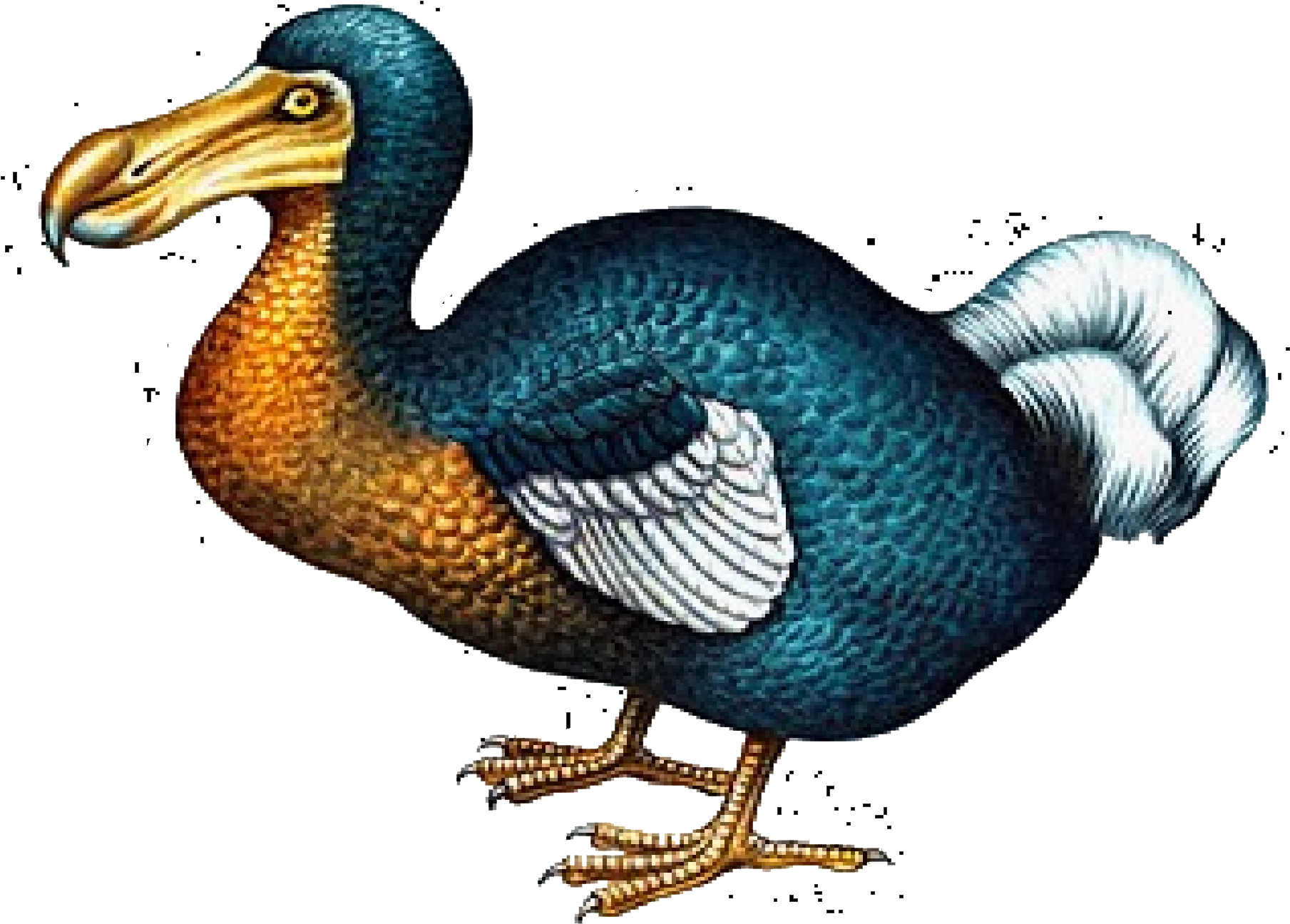 Mauritius Extinct Dodo Bird Illustration PNG