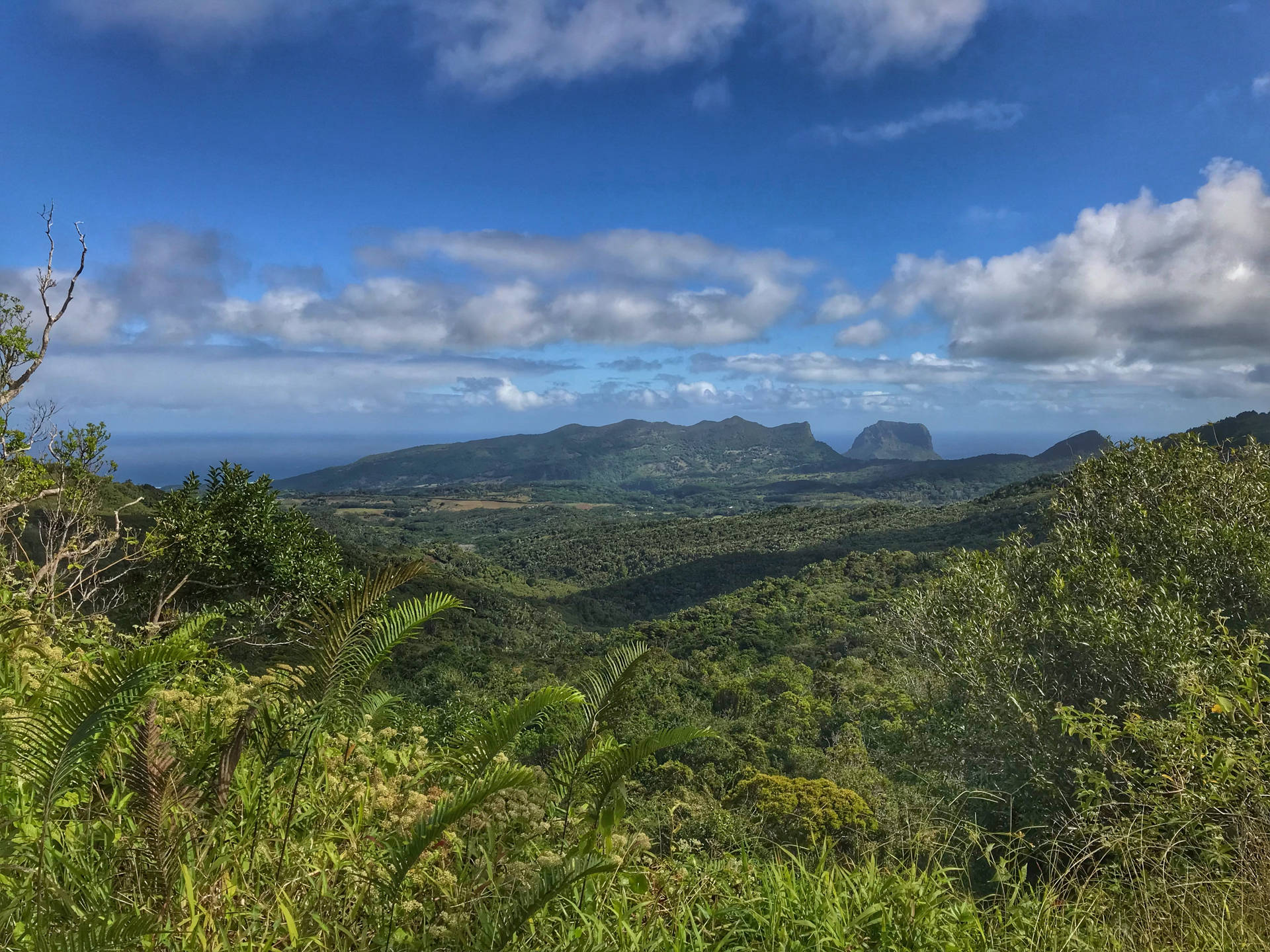 Bosquede La Isla Mauricio Fondo de pantalla