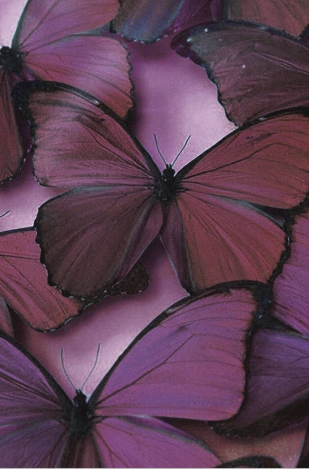 Wallpaperfor Those Who Love Nature And Butterflies, This Mauve, Plum And Purple Butterfly Phone Wallpaper Will Add A Touch Of Beauty And Serenity To Your Device Screen. Fondo de pantalla