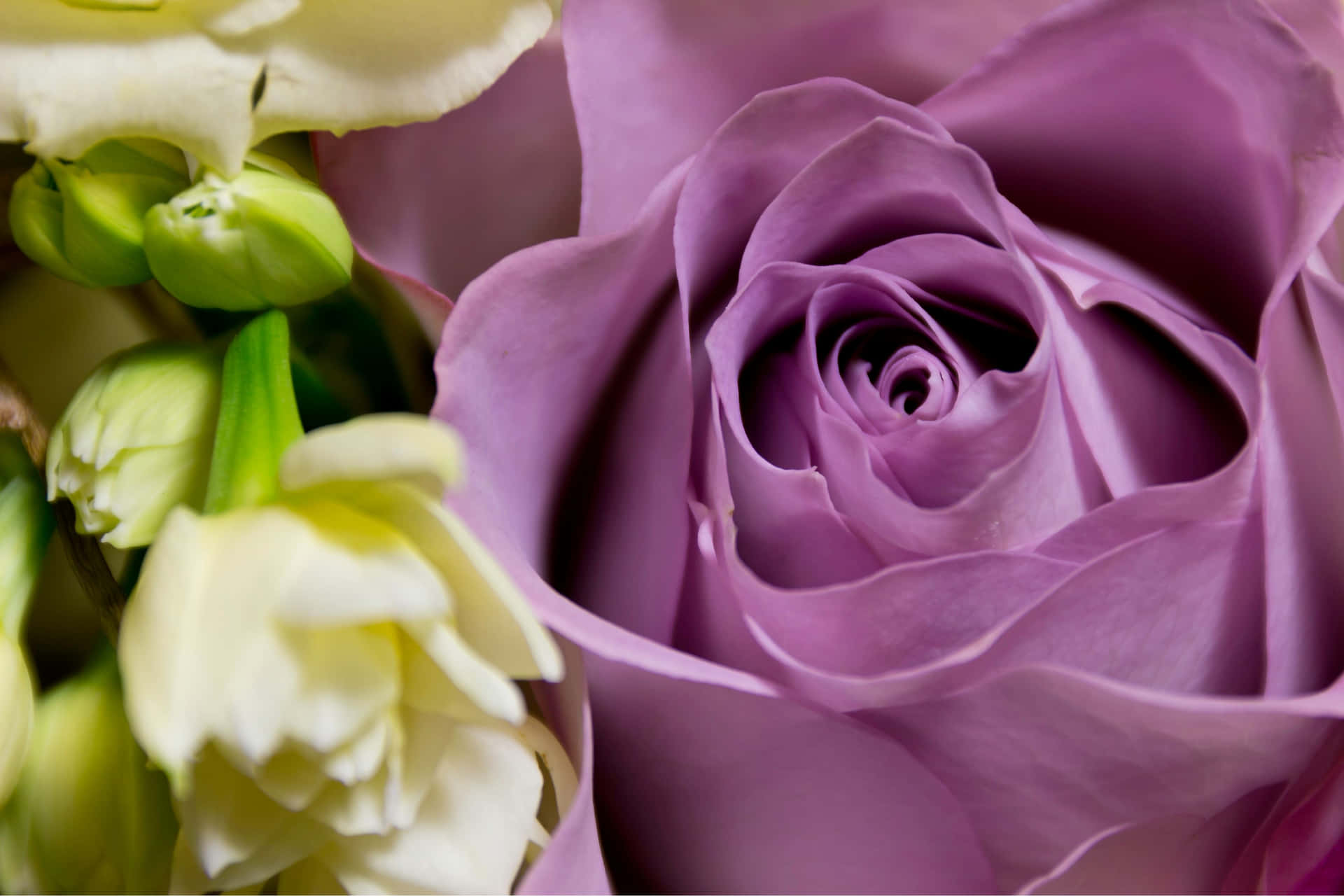 Mauve Rose Closeup Floral Beauty Wallpaper