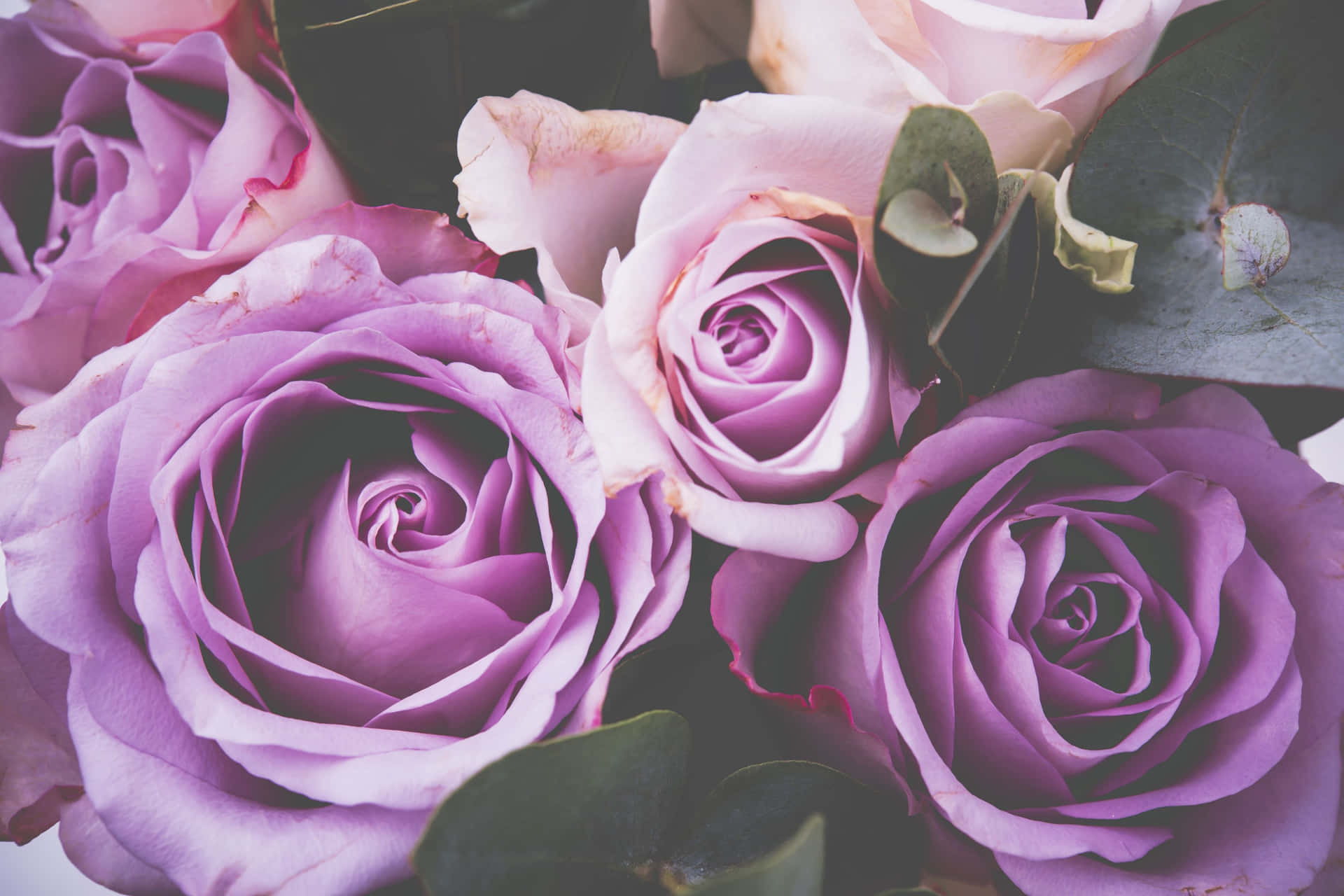 Download Mauve Roses Bouquet Wallpaper | Wallpapers.com