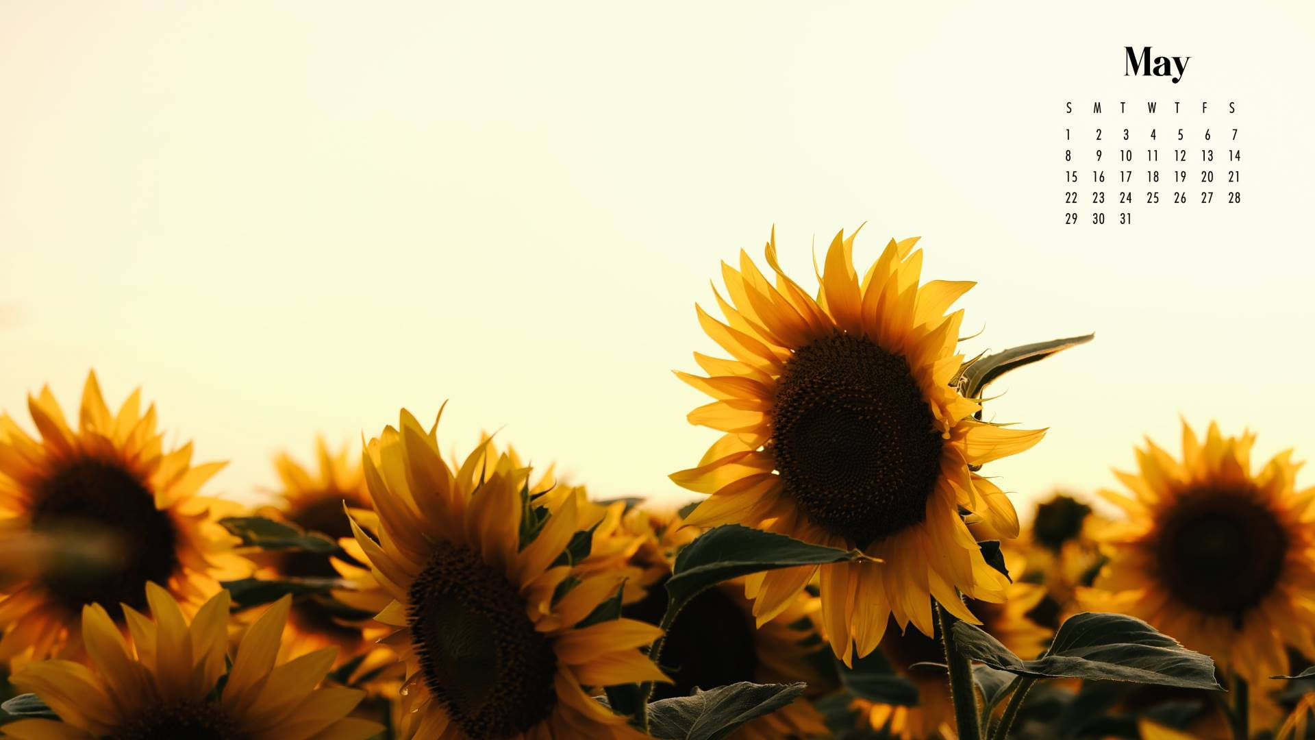 May 2022 Calendar Fully Bloomed Sunflowers Wallpaper