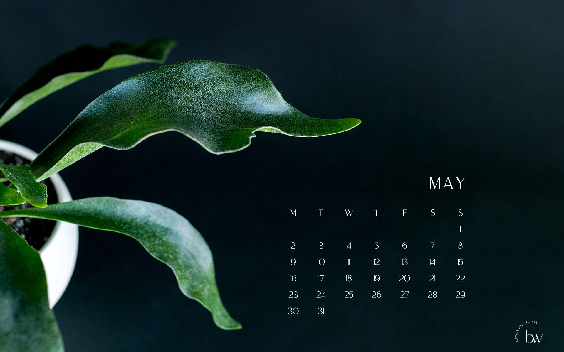 May 2022 Calendar Tropical Plant Leaves Wallpaper