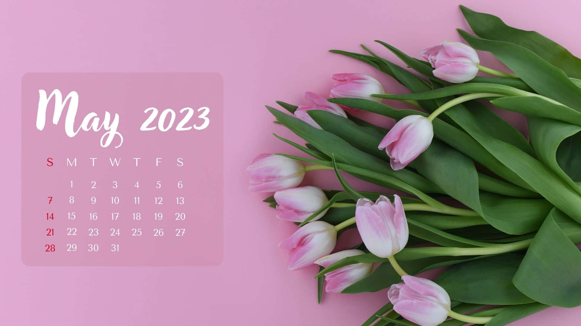A Pink Calendar With Tulips On It Wallpaper