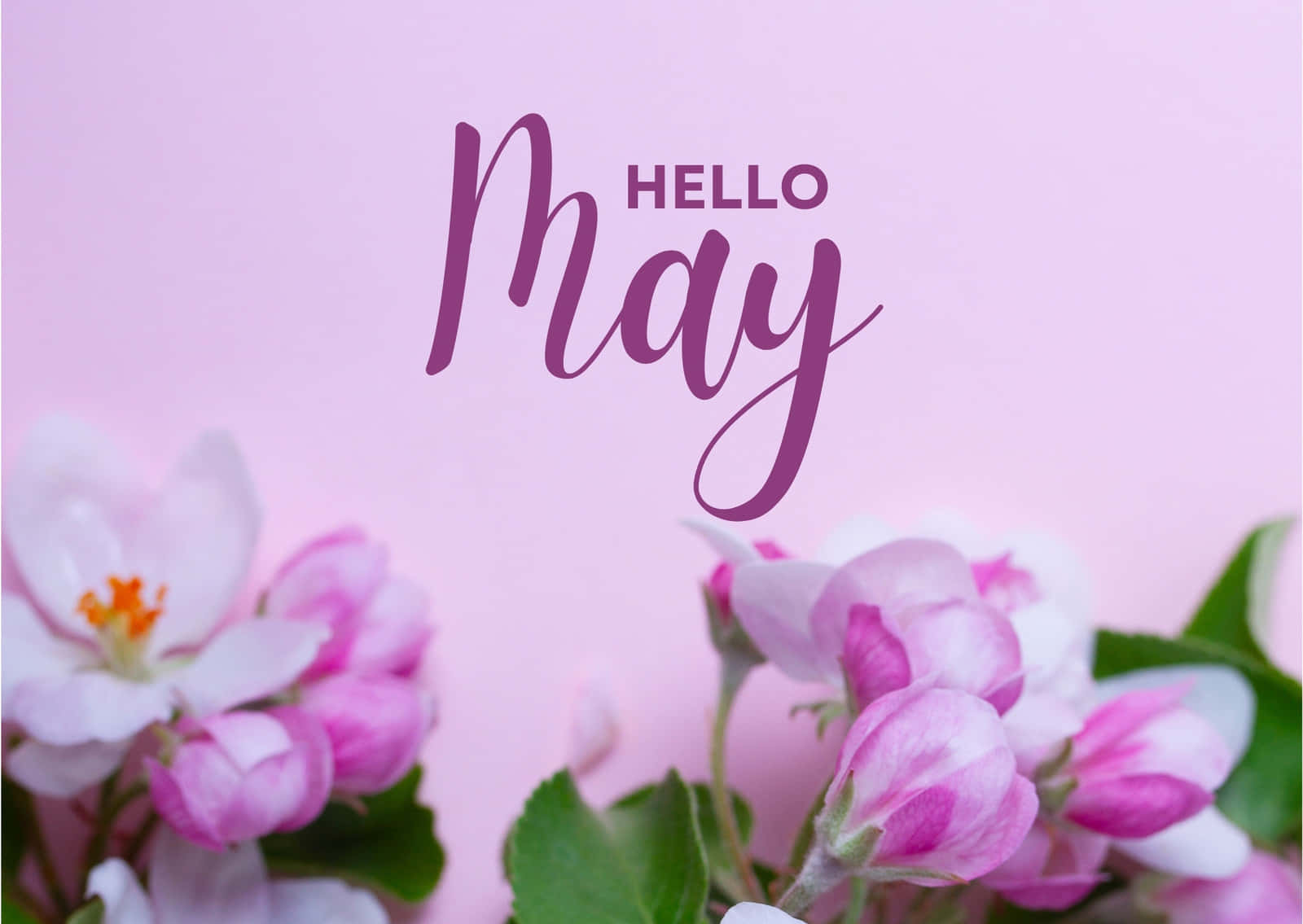 Download May Background | Wallpapers.com