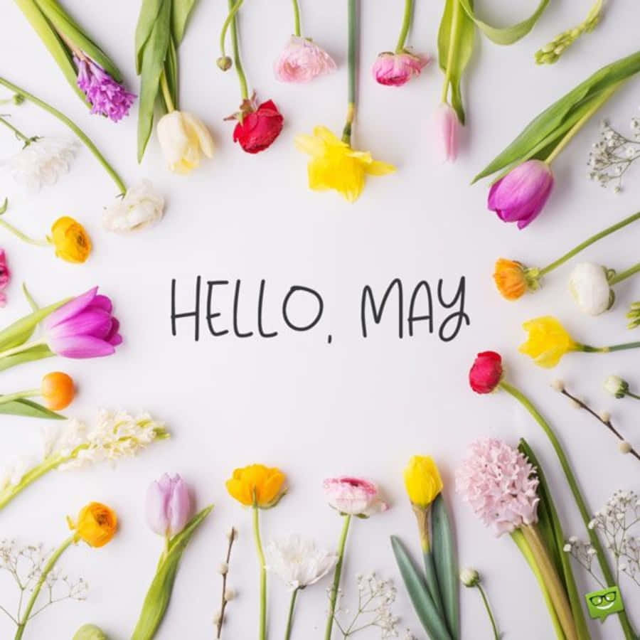 Hello May Written On A White Background With Colorful Flowers