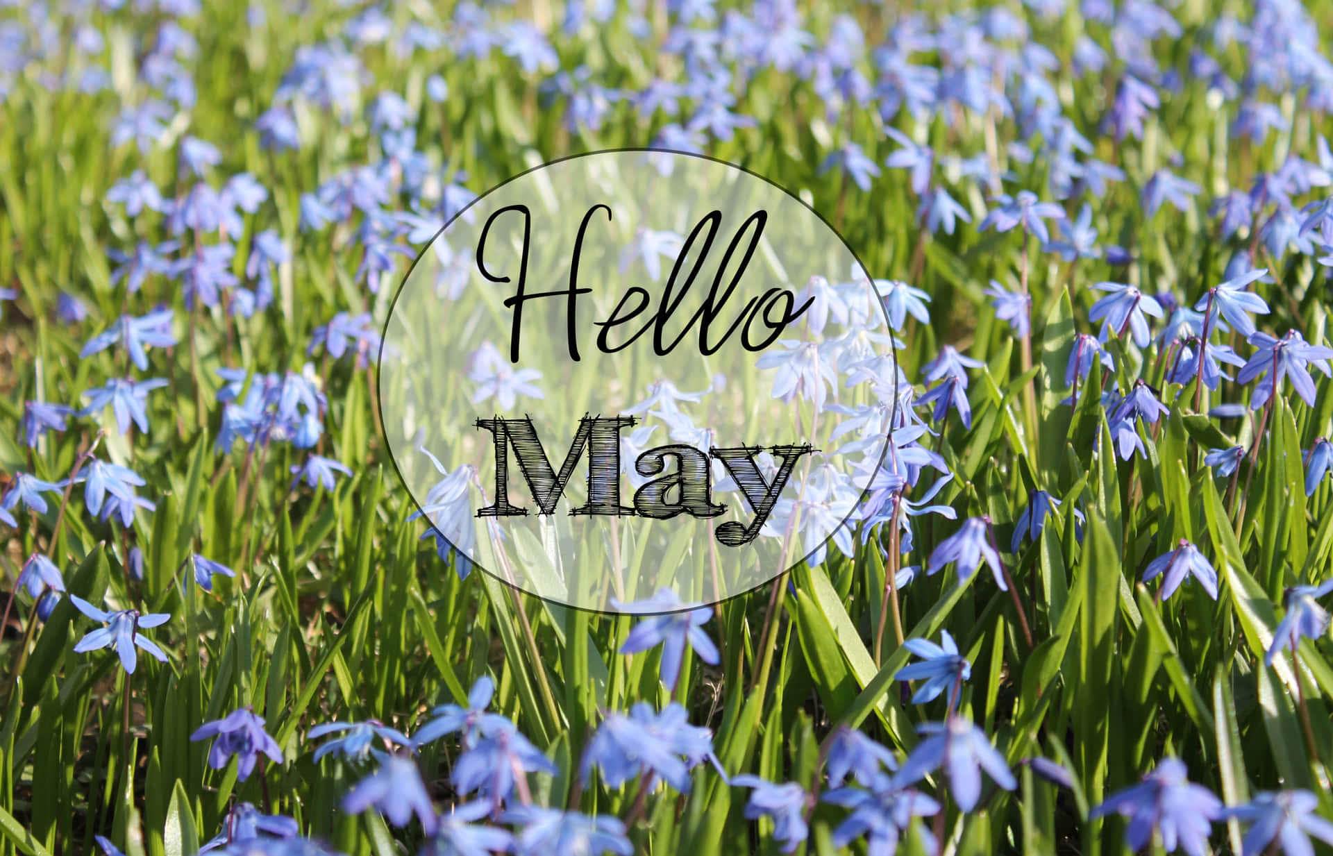 Hello May In The Grass