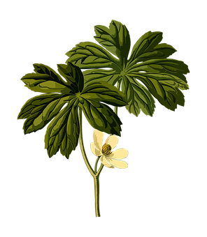 Mayapple Plant Illustration PNG