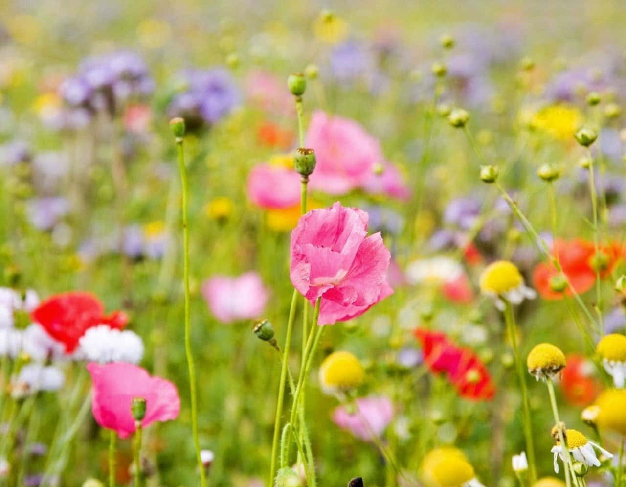 Captivating Meadow Landscape