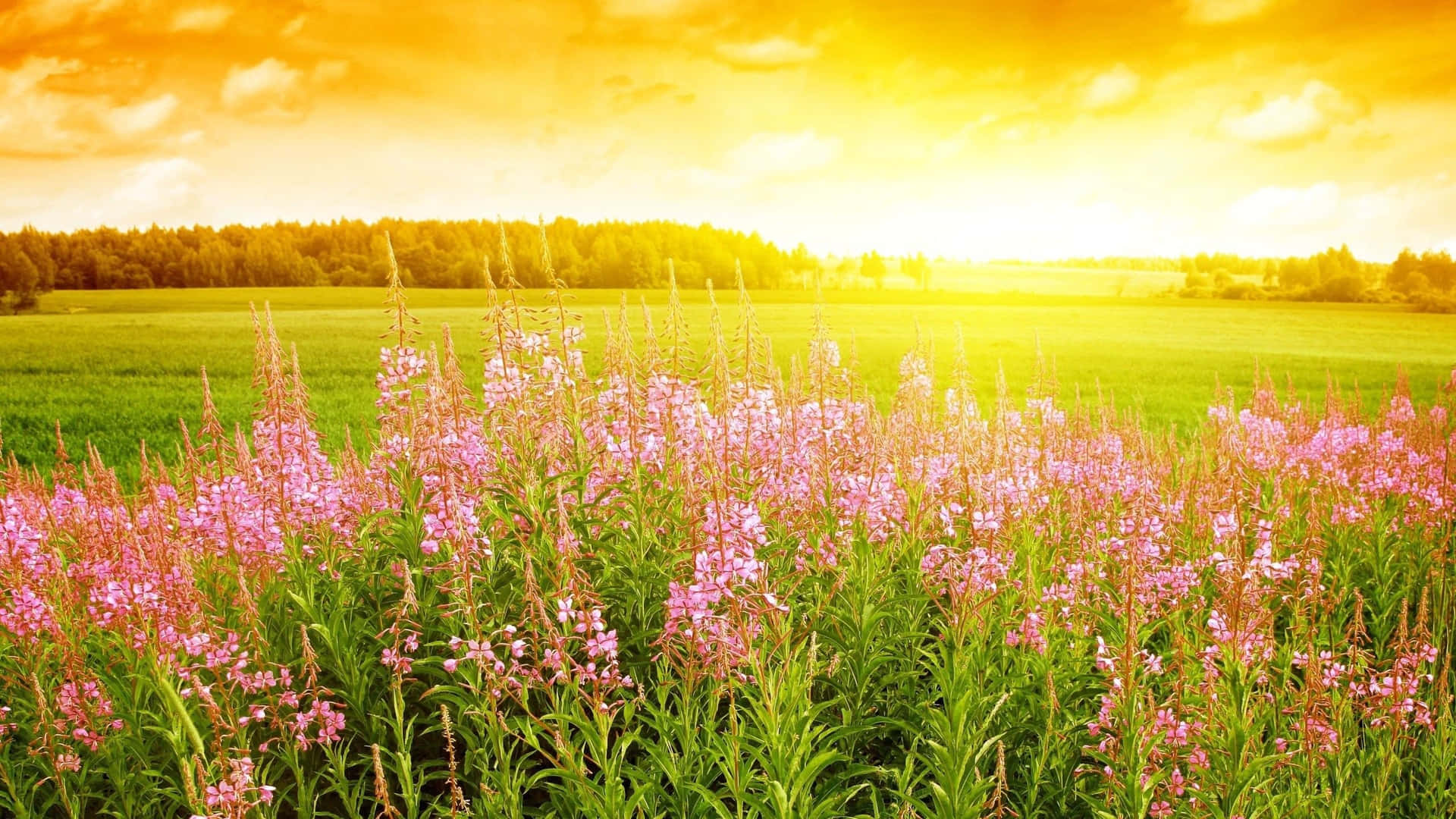 Serene and Vibrant Meadow Landscape