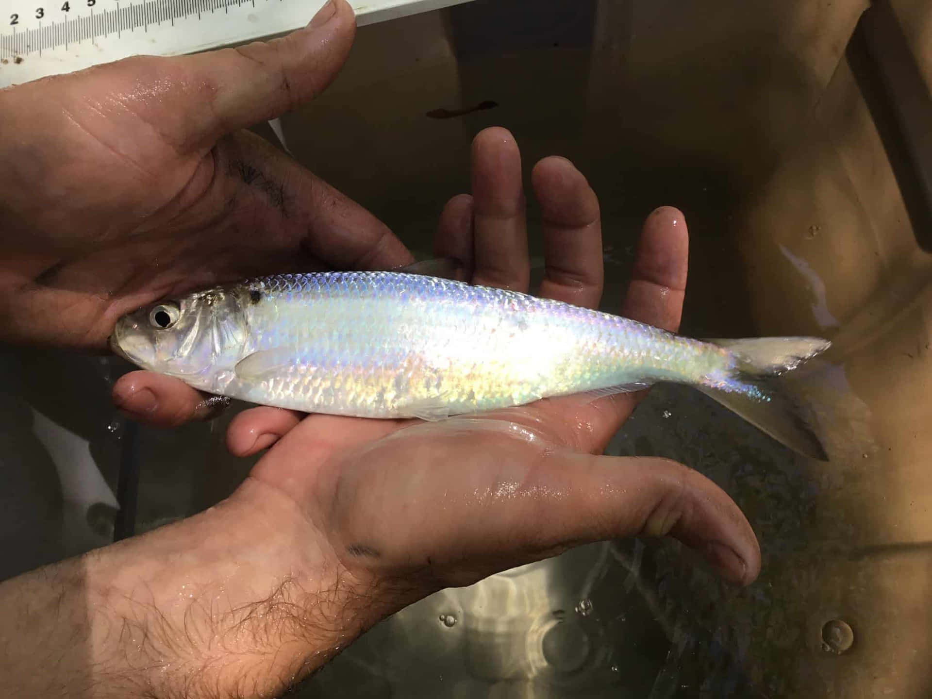 Measuring Freshwater Shad Fish Wallpaper