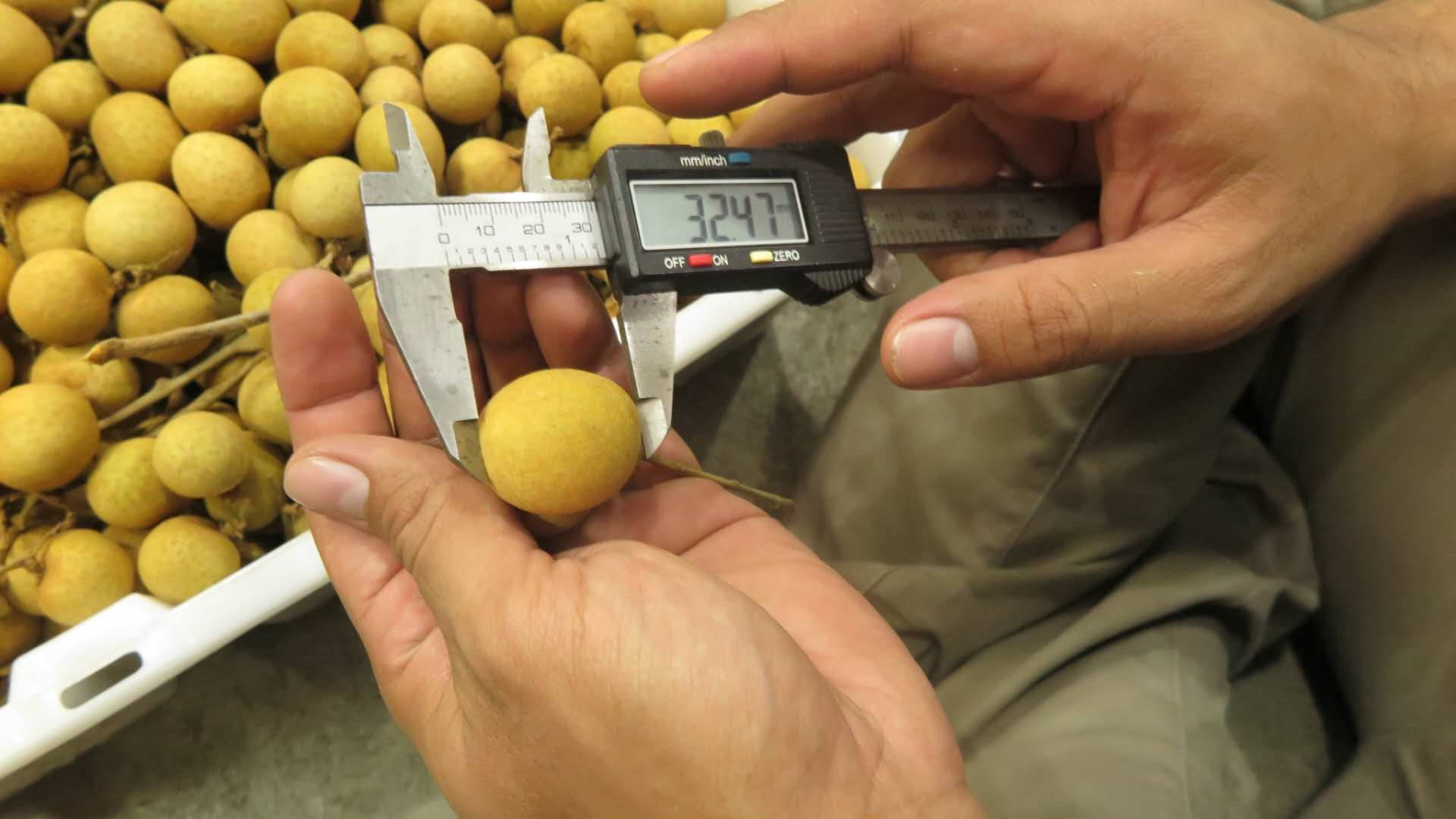 Measuring Longan Fruit Background